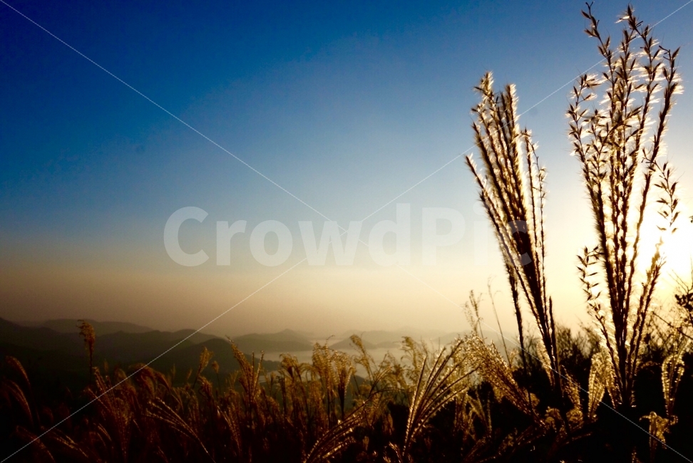 계룡산,거제도,등산,가을,노을,감성사진,가을,계절,fall,autumn,season,자연,풍경,nature,landscape,식물,plants,감성,sensible,feeling,plant,grass,잔디