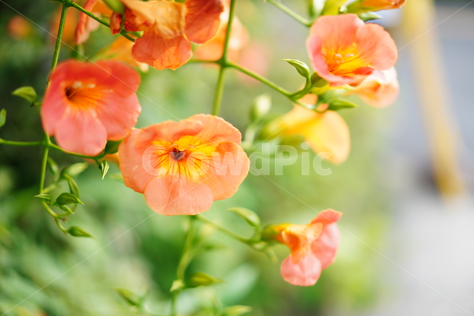 꽃,능소화,색감,컬러,식물,생물,플라워,flower,주황,생명