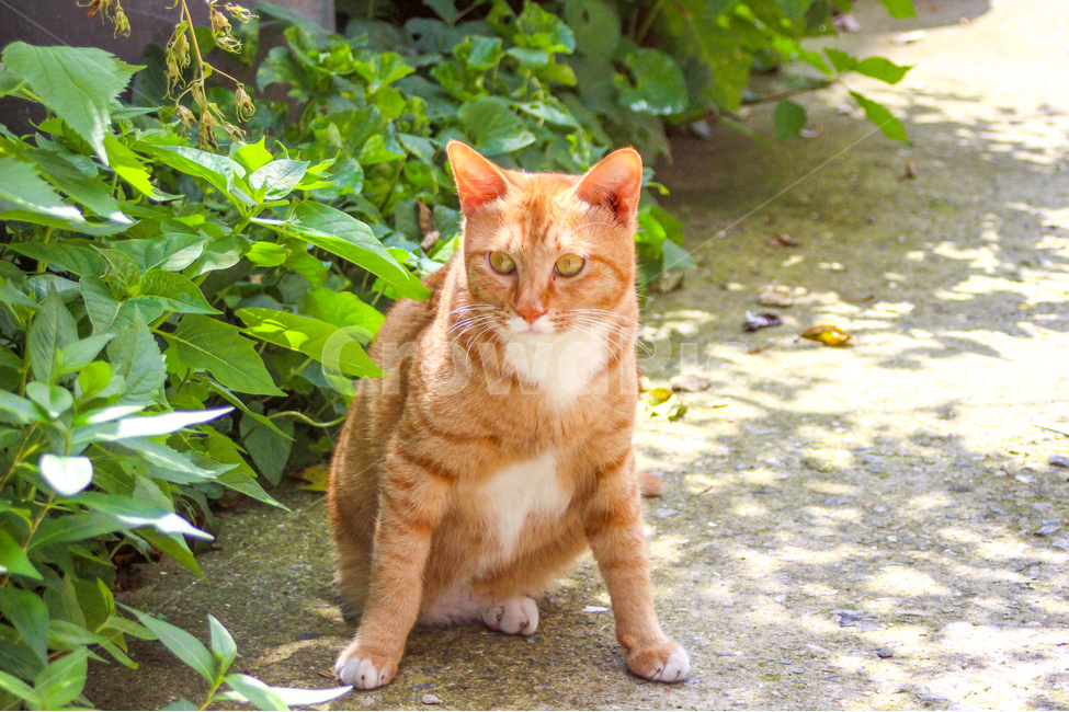 고양이,cat,동물,animal,길고양이,감성사진,감성,동물사진,숲,풀,자연,grass,nature,자세,pose,동물,animal,포유류,mammal,고양이,cat,kitten,kitty