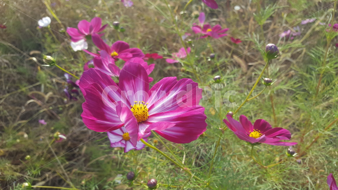 flower,제라늄,꽃,blossom,geranium,가을,한강