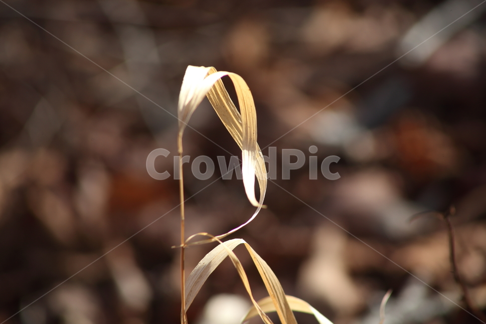 식물,가을,잡초,풀,grass,식물,자연,plants,nature