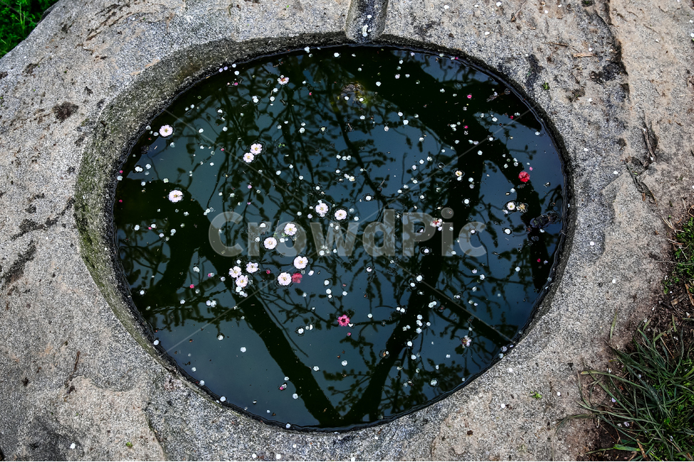 매화,낙화,전통,봄,자연,봄빛,한국,감성,봄,계절,spring,season,한국전통,한국문화,korean traditional,korean culture,꽃,flower,puddle,흐리게 하다