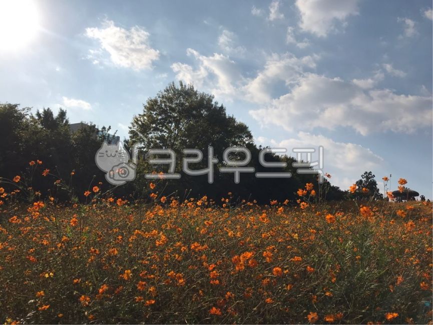 olympicpark,올림픽공원,flower,꽃,정원,garden,공원,park,flowerfield,주황색꽃,orangecolorflower