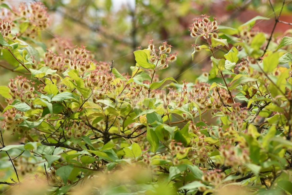 여름꽃,꽃,정원,초여름,여름식물,식물,자연,plants,nature