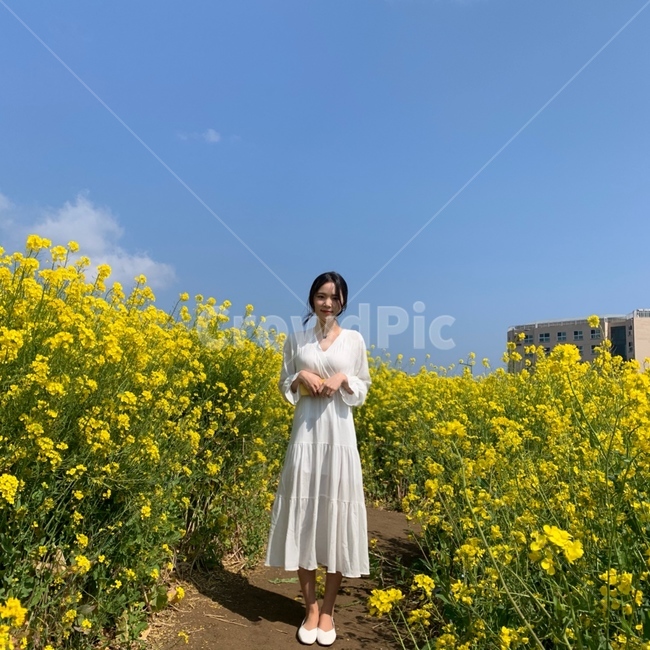 유채꽃,이쁜여자,앞모습,감성,봄여자,원피스,전신,제주도,제주여인,미소,웃음,girl,woman,분위기,수줍음,모델,기분,감정표현,의상,패션스타일fashion,style,feeling,model,human,웃는여자,포즈