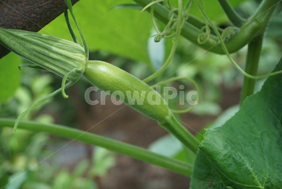 여름,여름사진,호박,애호박,여름채소,채소사진,채소,식물,자연,plants,nature,채소,야채,vegetables