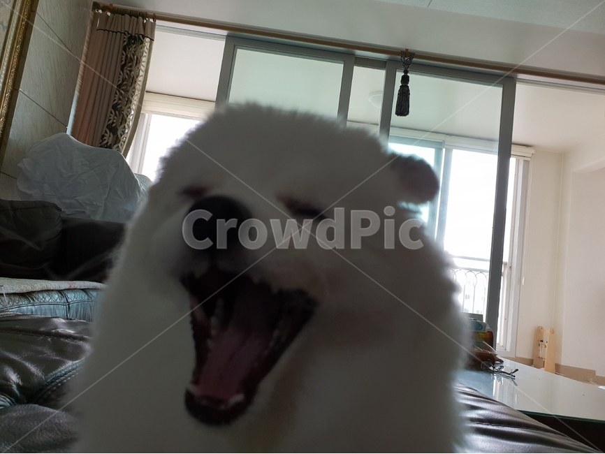 반려견,동물,강아지,개,포메,포메라니안,애완견,반려동물,puppy,dog,가족,동물,animal,포유류,mammal,개,강아지,dog,doggy