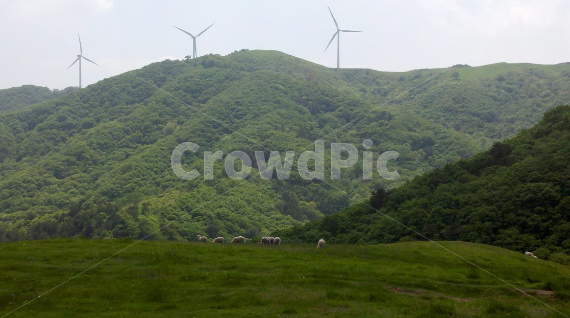 강원도,대관령,산,양,풍력,발전기,바람,여름,능선,산마루,mountain,windplant,wind,summer,sheep,자연,풍경,nature,landscape
