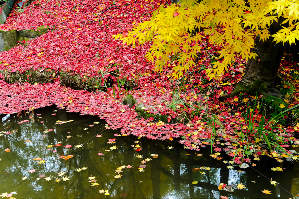 단풍,가을,화려함,계절,아름다움,가을,계절,fall,autumn,season,자연,풍경,nature,landscape,leaf,잎,plant,식물