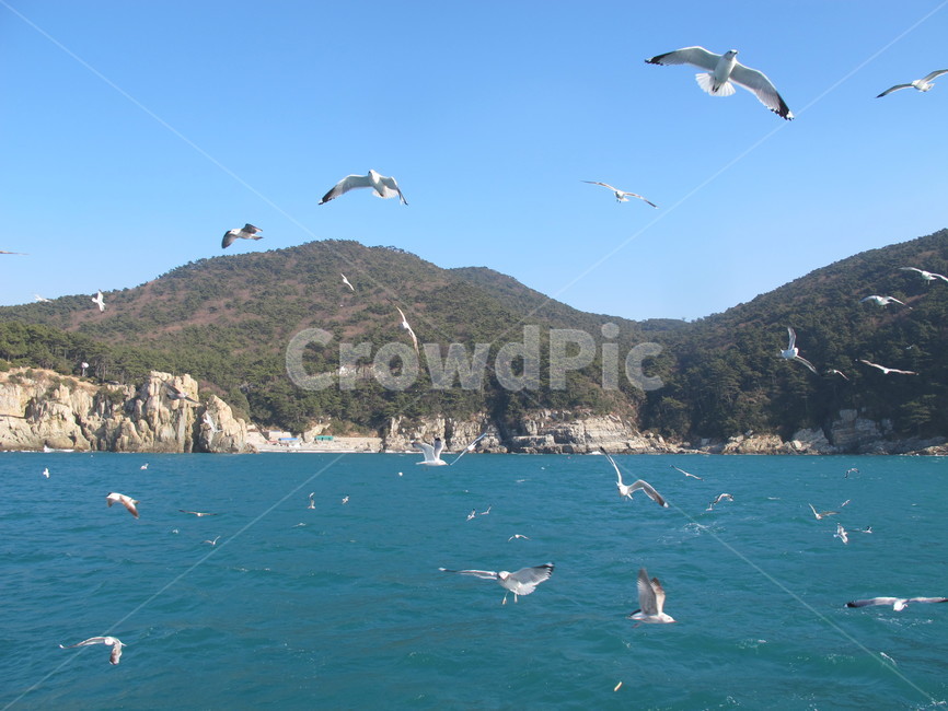 바다,갈매기,기러기,태종대,부산바다
