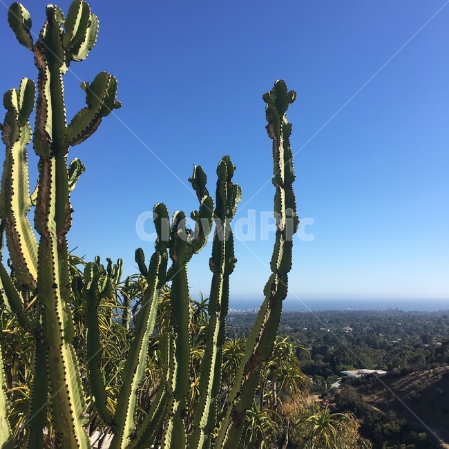 선인장,cactus,파란하늘,cityview,식물,plants