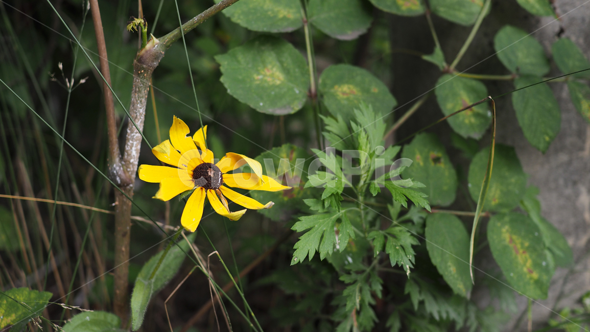 야생화,꽃,그린,wildflower,flower