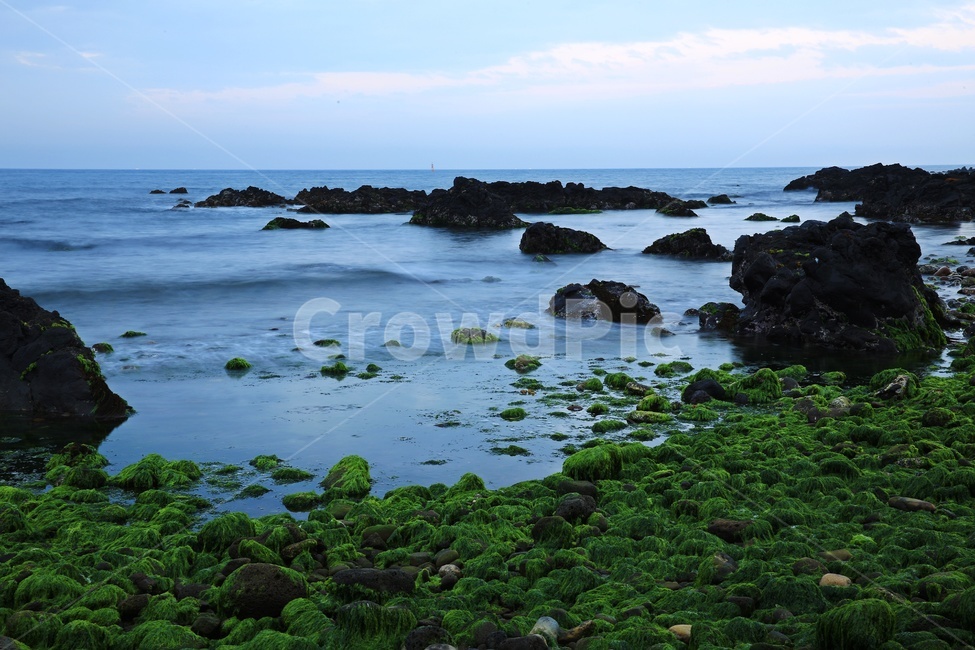 Hallim Coastal Moss,Jeju,nature,Moss,Hallim Coast,Hallym,Hallim Coastal Mongdol,water,Mongdol,Coast,Beach,ocean,outdoors,plant,waterfront