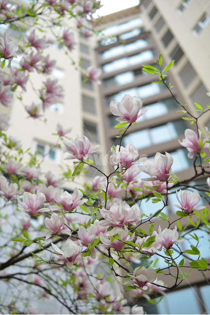 봄꽃,목련,꽃,꽃나무,핑크목련,magnolia,springflowers,flowers,aflowertree,pinkmagnolia