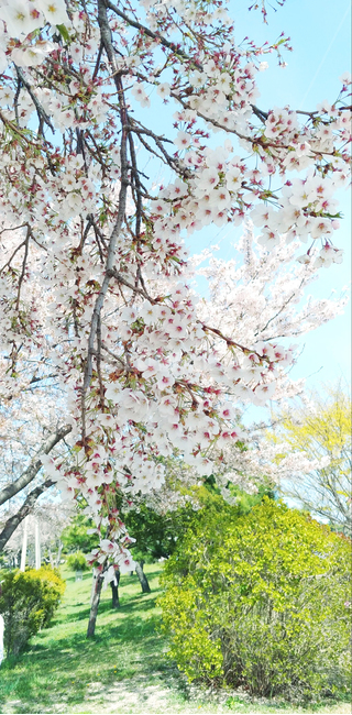 봄꽃,벚꽃,햇살,개화,나무,cherryblossoms,flower,spring,봄,계절,spring,season,식물,자연,plants,nature,꽃,flower,plant,blossom