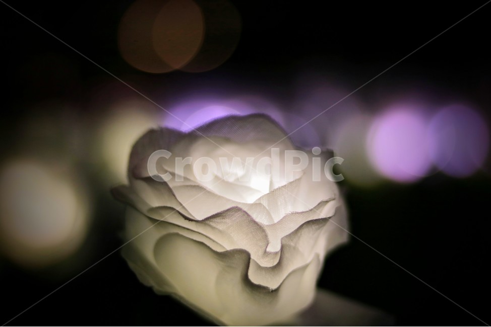 야경,풍경,아웃포커싱,조화,꽃,야경,밤,풍경,nightscape,night,landscape,꽃,flower,plant,식물,rose,장미,blossom