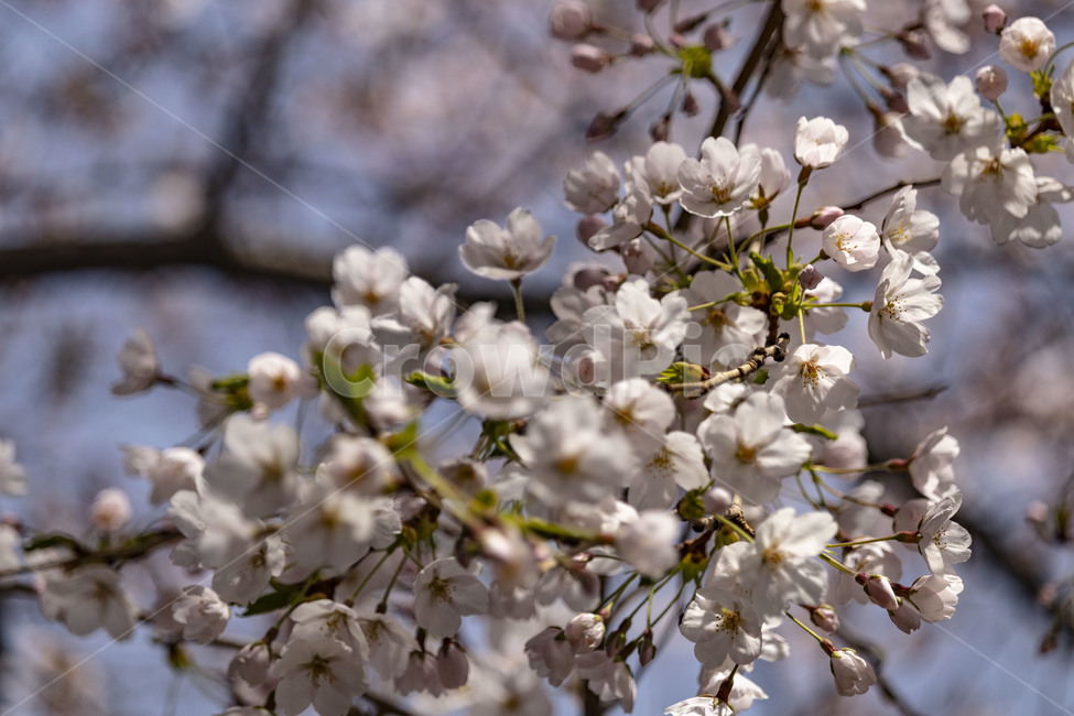 벚꽃,벚나무,cherryblossoms,봄꽃,벚나무꽃,흰꽃