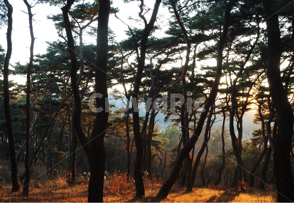 송,소나무,자연,힐링,겨울소나무,식물,자연,plants,nature,나무,trees,wood