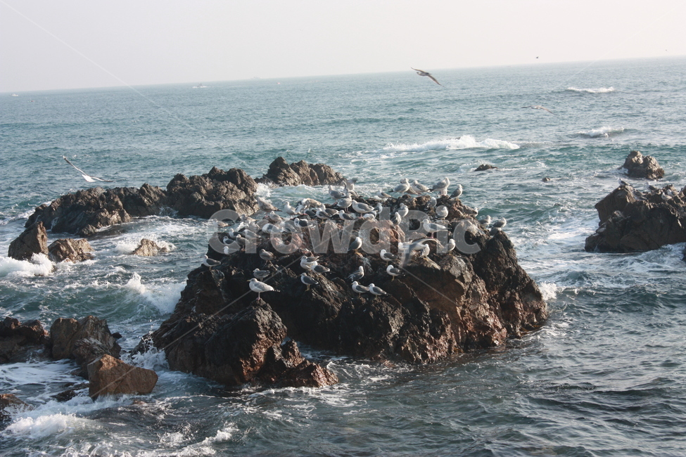 자연,바다,돌,갈매기,동물,해,자연,풍경,nature,landscape,조류,새,birds,promontory,곶,outdoors,옥외,water,물,sea,ocean,대양
