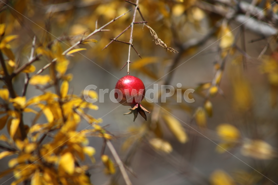 석류,열매,과일,식물,pomegranate,fruit,식물,자연,plants,nature,과일,열매,fruit