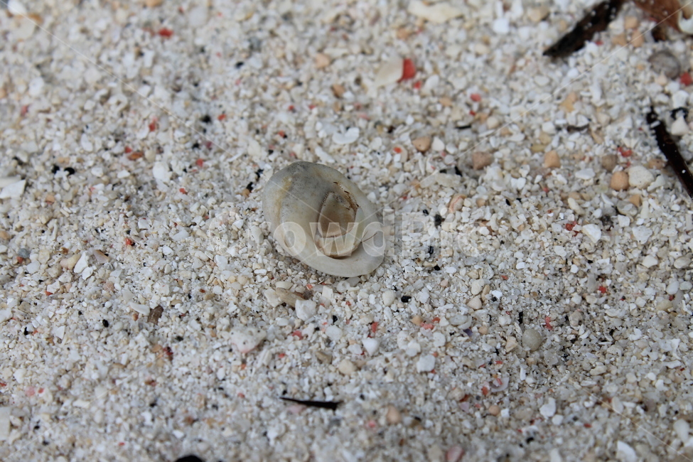 인도네시아,길리,소라게,indonesia,gili,hermitcrab,beach,해변,백사장,sandybeach,게,crab