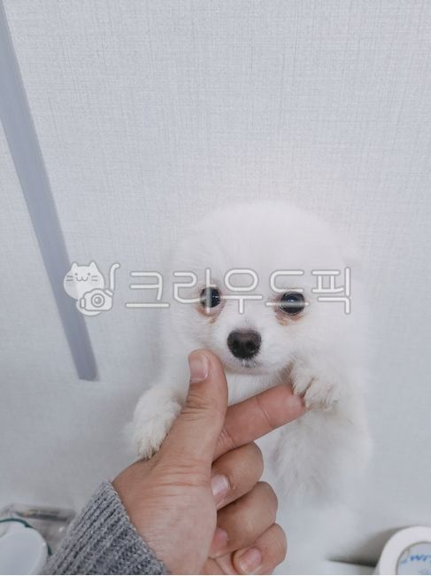 Puppy with folded ears,form,standing puppy,pomeranian,puppy holding hand,Cute puppy