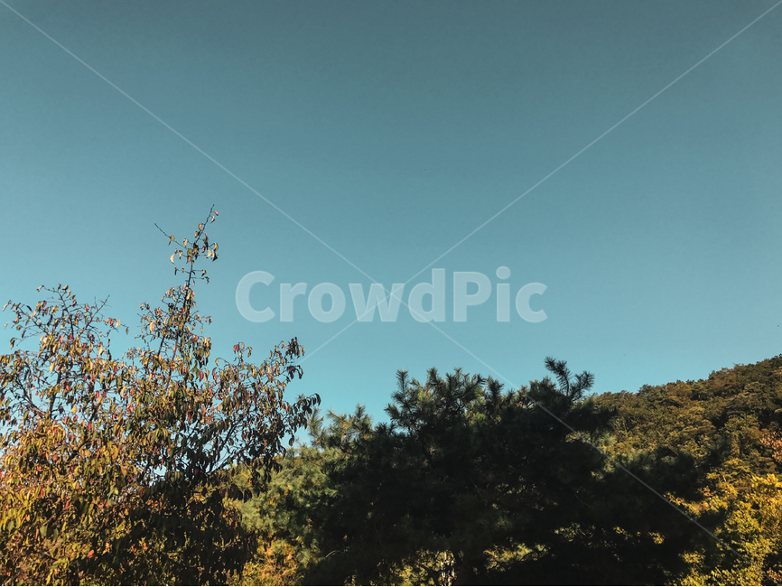 하늘,가을,풍경,감성,색감,빈티지,나무,자연,풍경,nature,landscape,tree,plant,식물