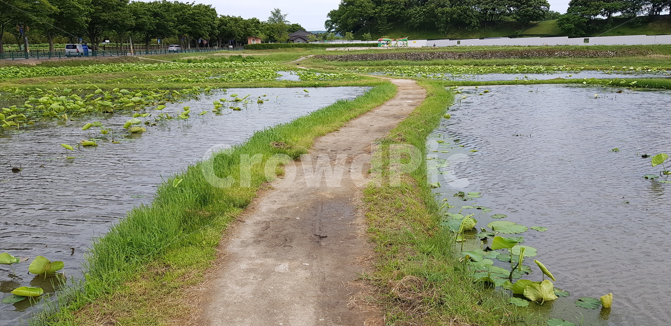연못길,경주,물,굽은길,흙길,둑,자연,잔디,pond,water,walkway,lotus,lotusleaves,curved,way,nature,grass