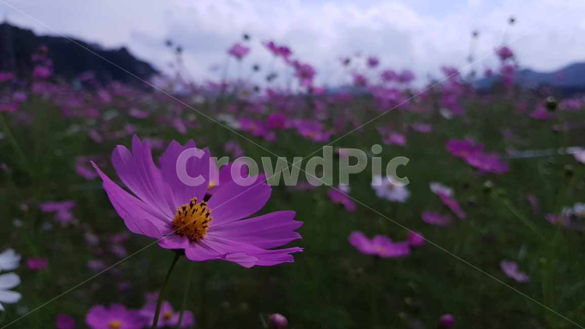 plant,식물,pollen,코스모스,꽃,가을,계절,fall,autumn,season,식물,자연,plants,nature,꽃,flower