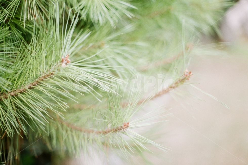 식물,tree,나무,소나무,침엽수