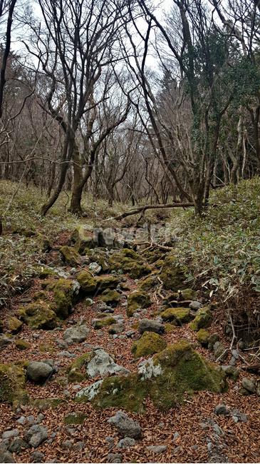 숲,나무,tree,자연,옥외,식물,plant