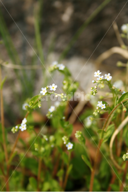 꽃마리,봄,봄날,감성,spring,flower,풍경,식물,꽃,봄,계절,spring,season,식물,자연,plants,nature,꽃,flower,plant,blossom
