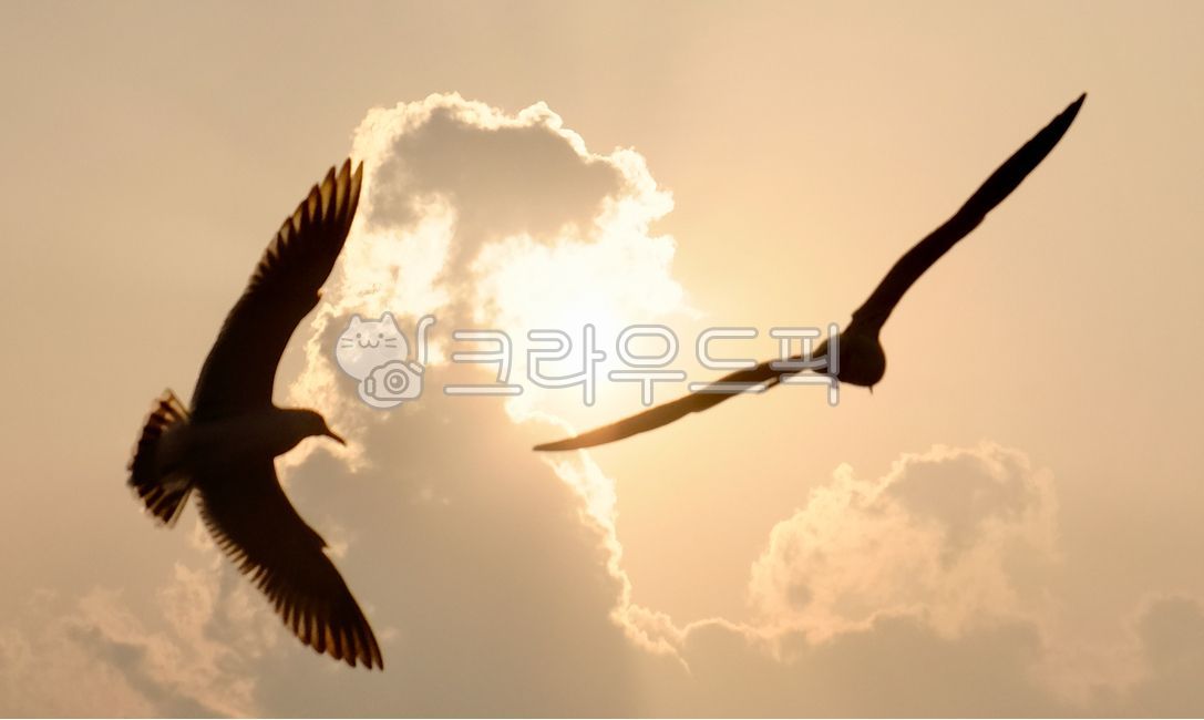 Sunset sky,sunset,backlit silhouette,flying silhouette,bird flight,seagull,sky clouds,golden sky,warm light,symbol of freedom,tranquil atmosphere,sunset clouds,sky background,emergency scene,emotional mood