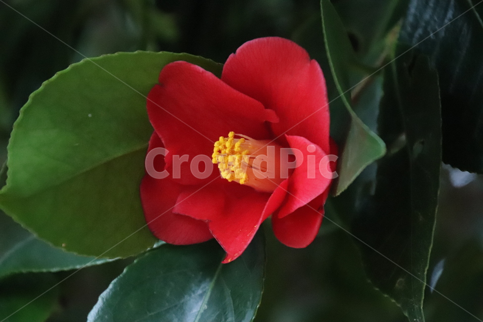 나무,꽃,겨울,봄,동백,식물,자연,plants,nature,꽃,flower