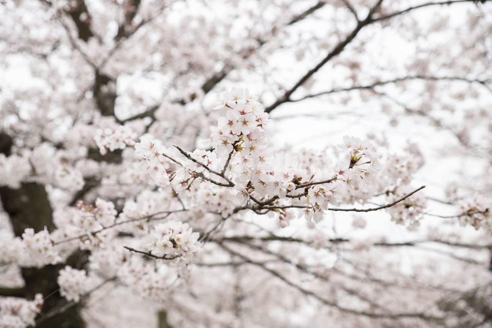 벚나무,벚꽃,봄,봄꽃,꽃나무,plant,식물,blossom,꽃,flower