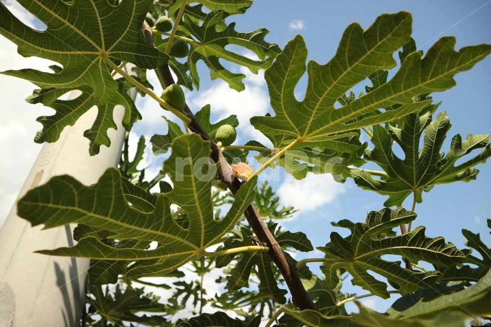 하늘,자연,무화과,나무,힐링,식물,자연,plants,nature