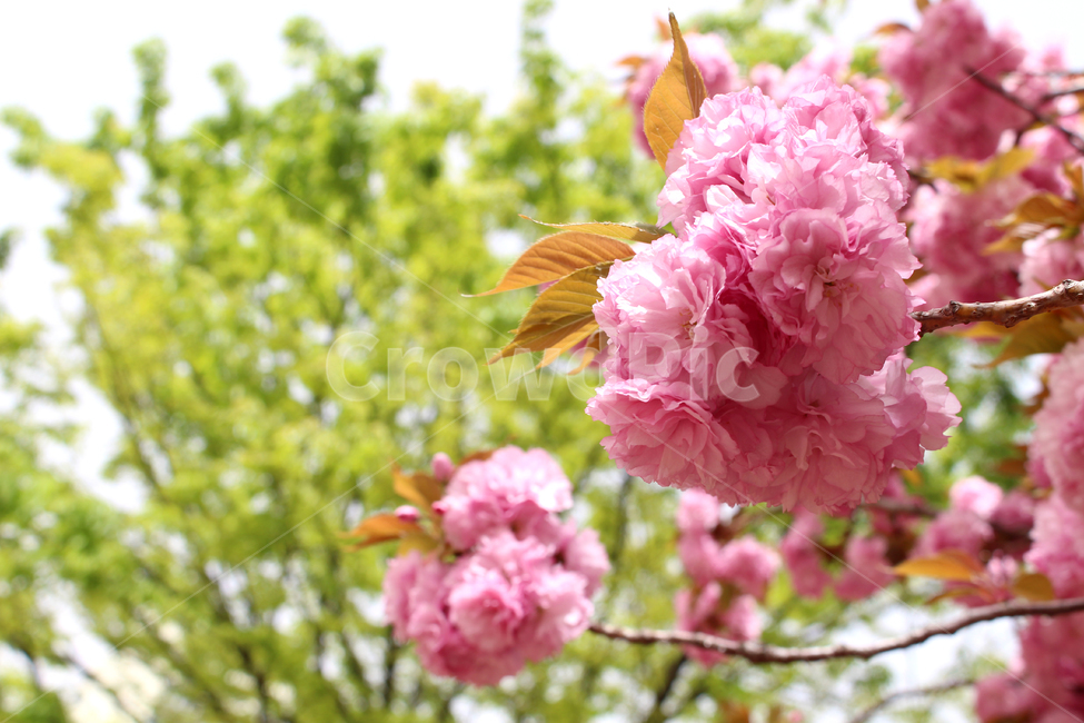 벚꽃,봄,겹벚꽃,자연,감성,꽃,spring,flower,nature,cherryblossom