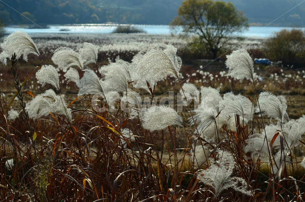 대청호,호수,습지,억새,억새밭,가을,자연풍경,한국풍경,자연,가을,계절,fall,autumn,season,자연,풍경,nature,landscape,outdoors,옥외,grass,잔디,plant,식물,ice,빙