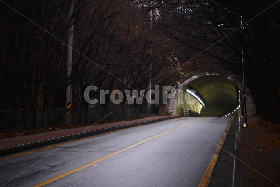 road,도로,터널,나무,단풍
