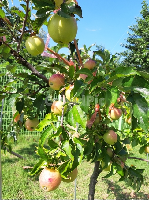 사과,풋사과,나무,여름,하늘,열매,결실,과일,apple,싱그러운,맛있는,작은