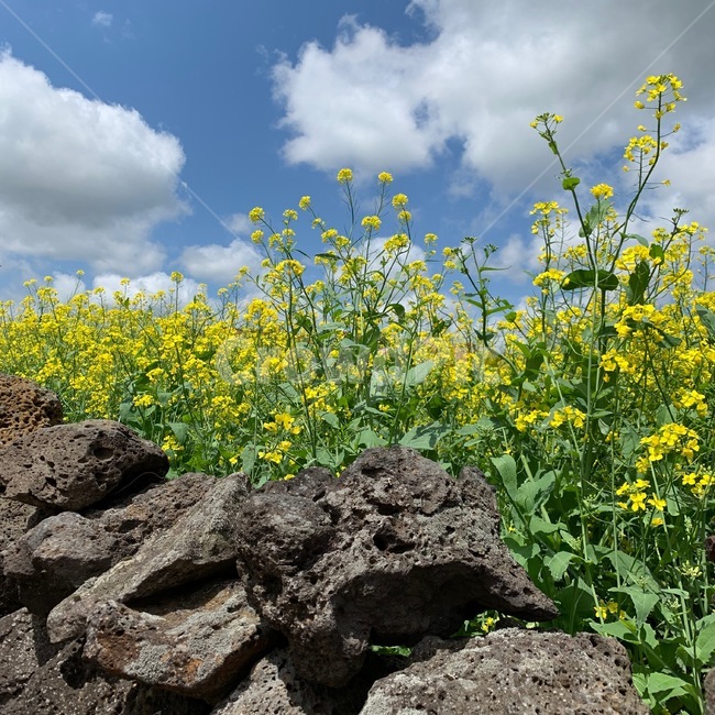 유채꽃,하늘,자연,돌담,노란색,초록색,꽃,flower,jeju,제주,제주도,식물,자연,plants,nature,꽃,flower
