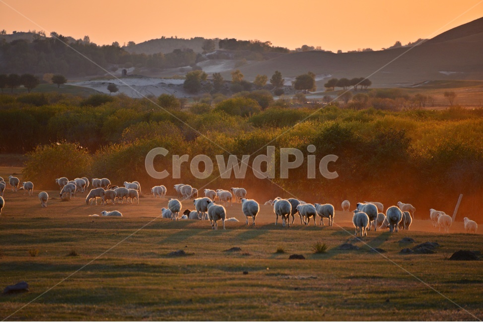 animal,동물,flock,대군,mammal,포유류,sheep,양,scenery,풍경,outdoors,옥외,nature,자연,landscape,경치,중국,몽고,패상,패상가을,앙떼