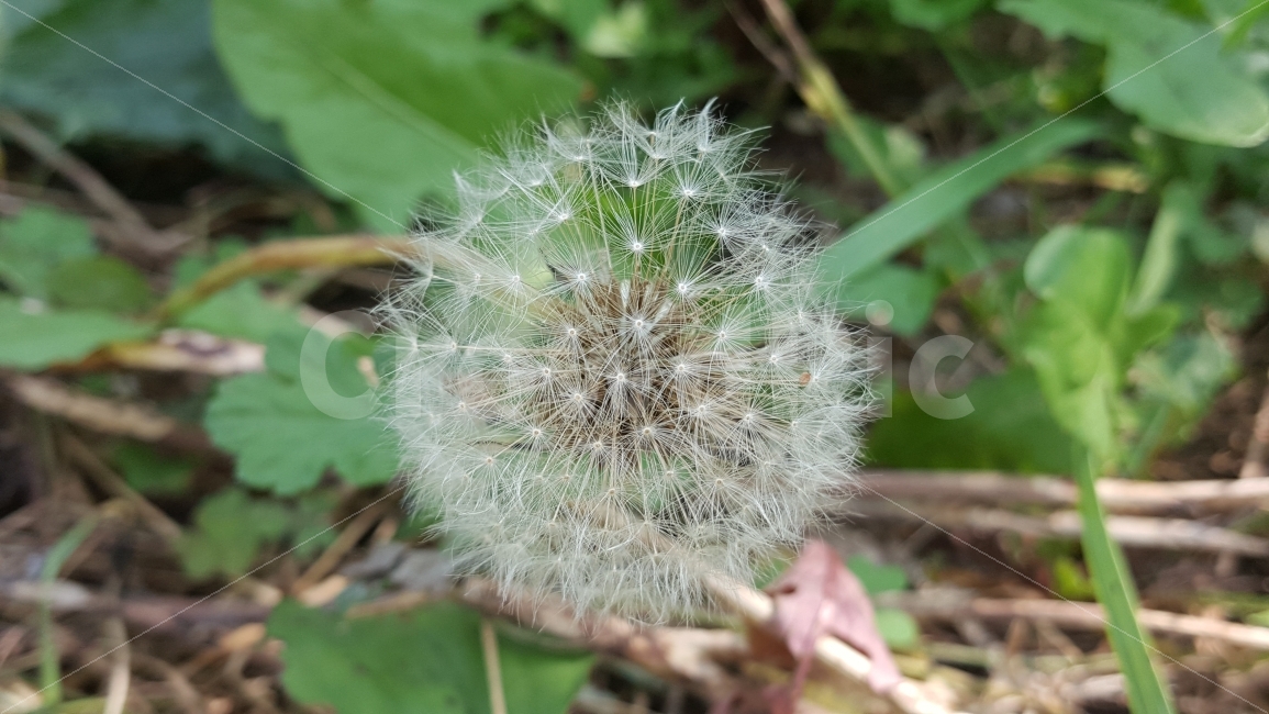 민들래,민들래홀씨,민들래씨앗,홀씨,씨앗,하얀불꽃,식물,자연,plants,nature,꽃,flower