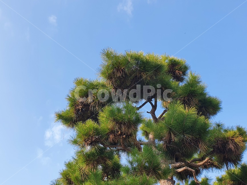 소나무,나무,식물,하늘,tree,plant
