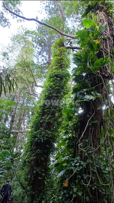 자연,nature,밀림,정글,숲,열대우림,rainforest,forest,jungle,plant,식물,green