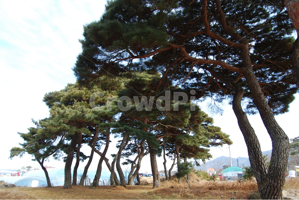 나무,tree,길,way,nature,자연,풍경,nature,landscape,식물,plants,나무,trees,wood,plant,tree trunk,나무 줄기