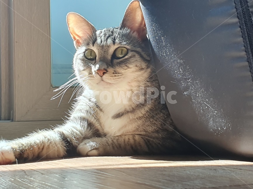 고양이,cat,집냥이,반려동물,길냥이,코리안숏헤어,코숏,고양이얼굴,햇살