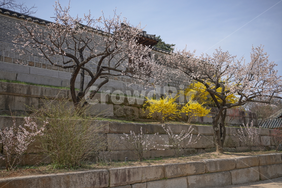 창경궁,서울,한국,벚꽃,매실나무,korea,대한민국,seoul,혜화,헤화역,혜화동,4월,april,봄,spring,봄꽃,풍경,landscape,조선,조선시대,조선왕조,궁전,궁궐,왕궁,나무,자연,nature,한옥,tree,palace,한국문화,한국전통,전통문화,전통,문화,한국적인,한국풍경,역사,히스토리,history,벽돌,한국전통,한국문화,korean traditional,korean culture,식물,자연,plants,nature,건축물,건물외관,exterior,building,structure,architecture,construction