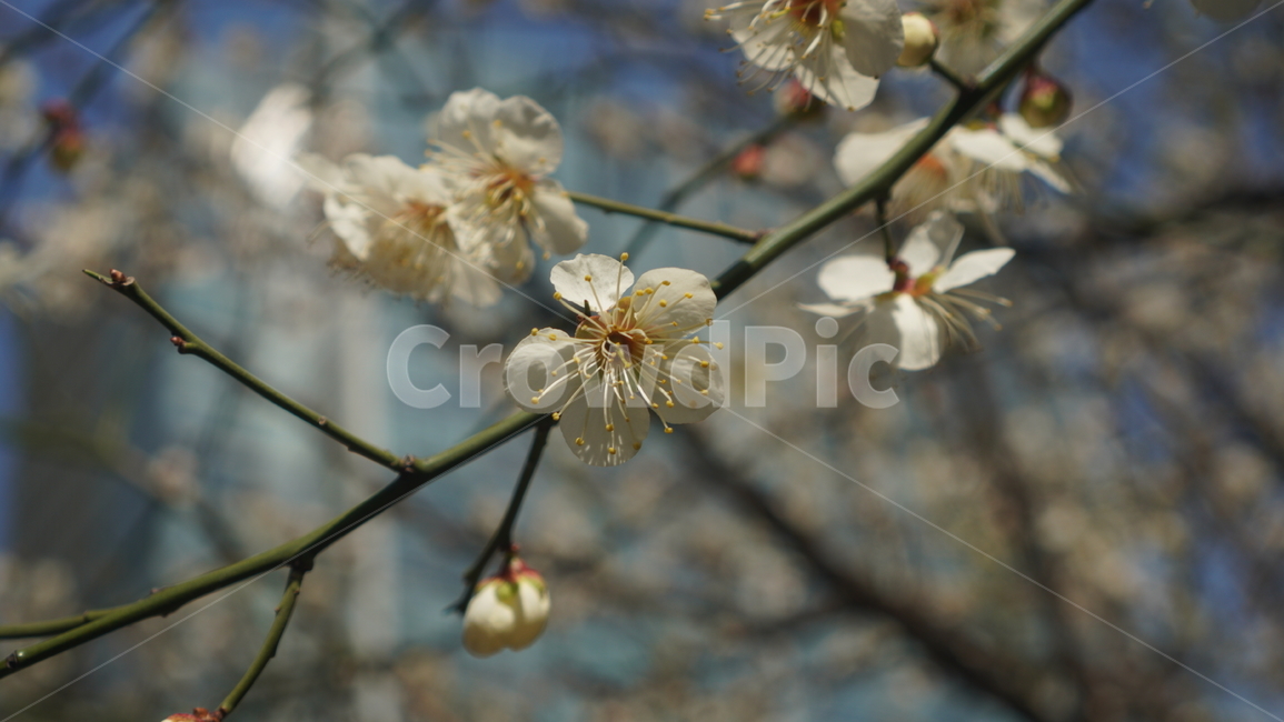 벛꽃,봄꽃,사쿠라,식물,plant
