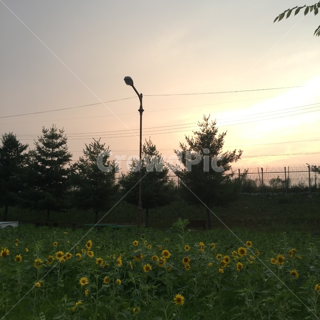 해바라기,나무,하늘,해질녘,자연,꽃,식물,가로등,자연,풍경,nature,landscape,outdoors,옥외,grassland,목초지,field,들,tree,plant